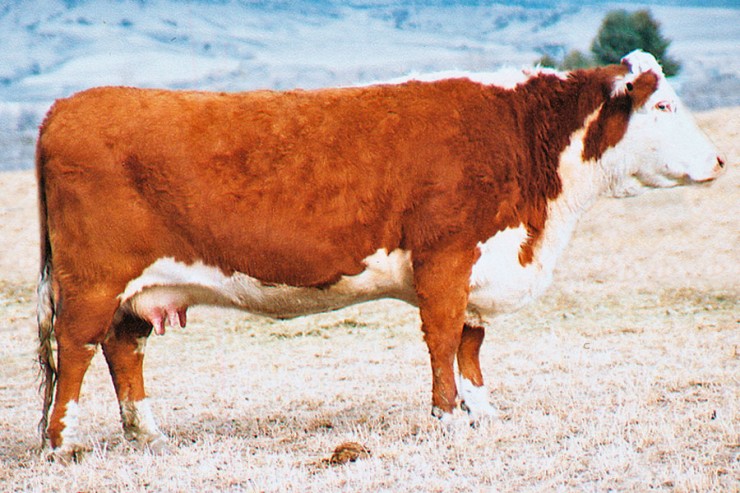 CL 1 Dominette 8104H 1ET