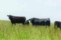 Cobra_cows