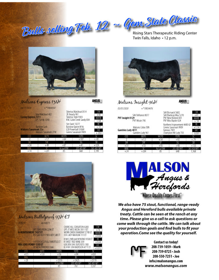Malson Bulls for Sale in Gem State Classic