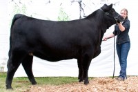 Malsons Miss Kitty 72P
