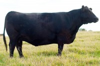 Malsons Savannah 40N