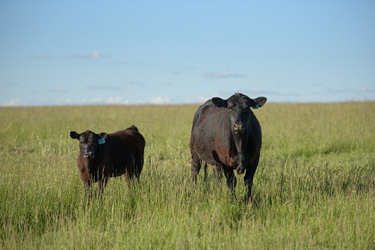 Black Angus cow and calf on green grass